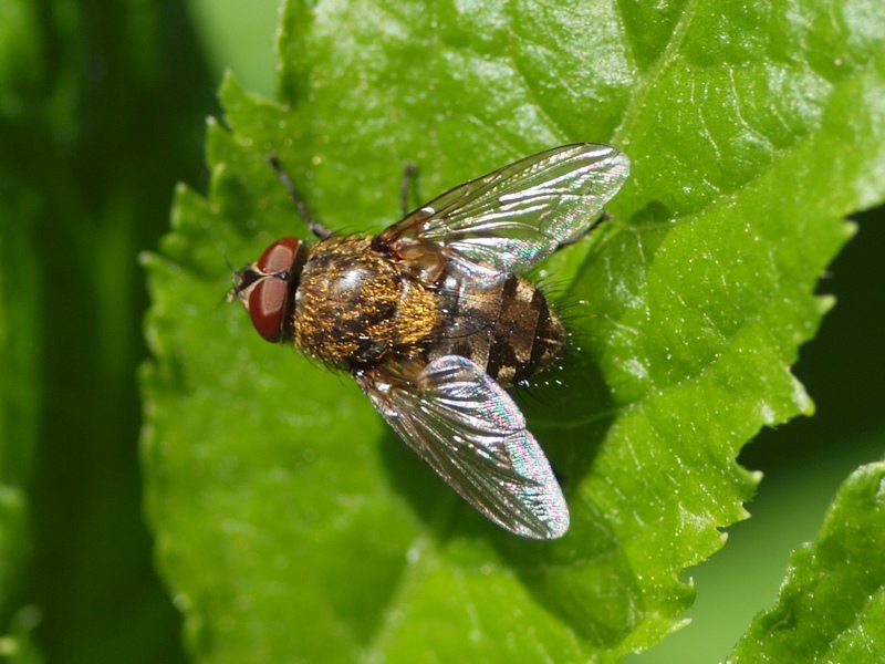 Calliphoridae Pollenia